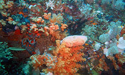 Manado Coral Garden
